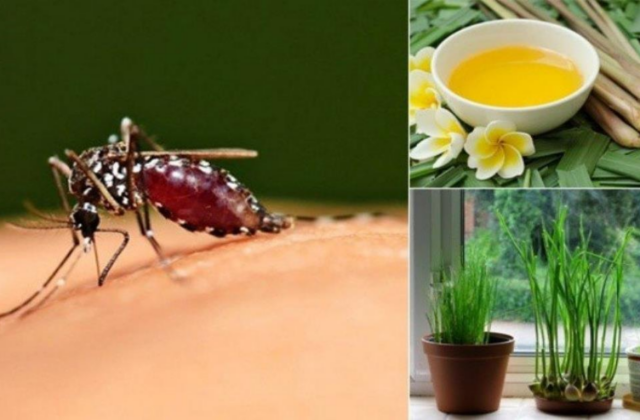 Top 10 Phương Pháp An Toàn Để Đuổi Và Diệt Muỗi Tại Nhà