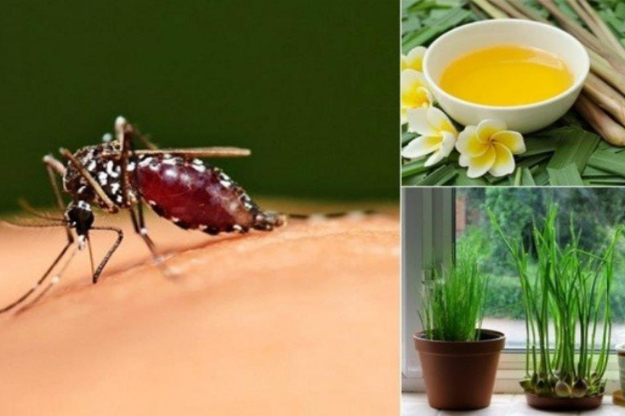 Top 10 Phương Pháp An Toàn Để Đuổi Và Diệt Muỗi Tại Nhà